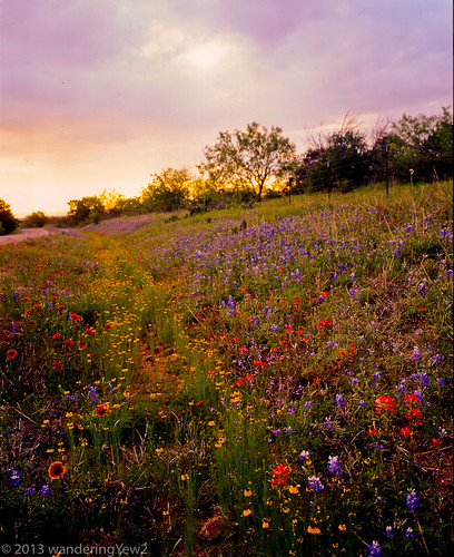 morning flower 120 mamiya film mediumformat geotagged texas bluebonnet hillcountry wildflower filmscan indianpaintbrush texaswildflowers texashillcountry llanocounty mamiya7ii geo:lat=30677546 geo:lon=98520909