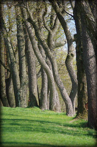 trees nature outside spring pa hanover codorusstatepark