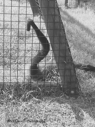 monkey nature animals sneaky rothcarroll rothphotography richmond zoo virginia rothcarrollphotography