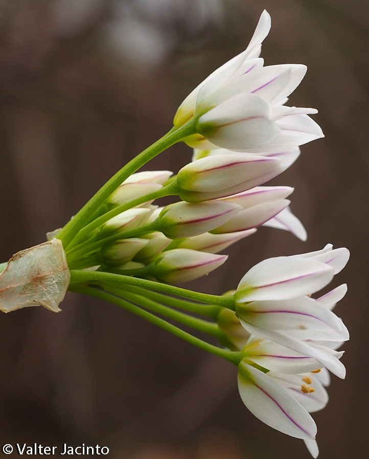 Allium obliquum image