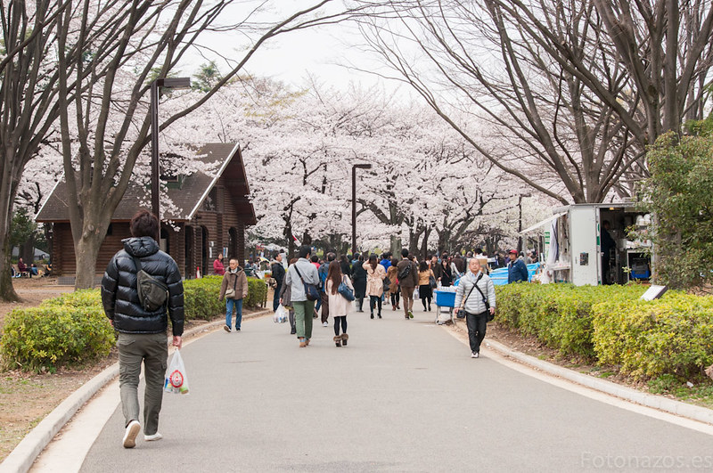 El Parque Yoyogi de Tokio y sus cerezos en flor (Hanami)