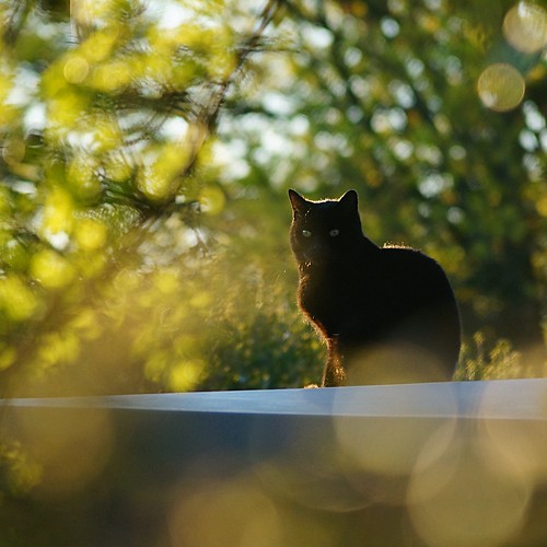 england cats pets dof bokeh sunsets tring hertfordshire shenstone sonyslta37