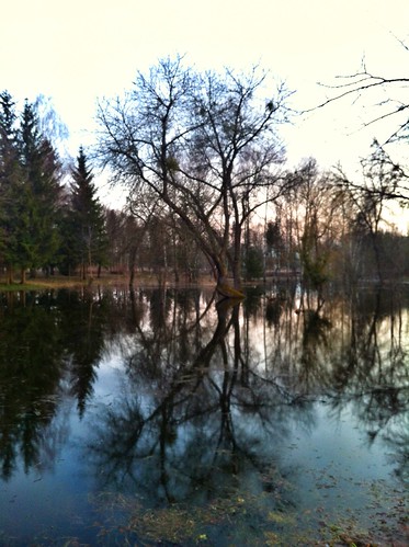 park tree landscape ukraine ua inundation луцк луцьк