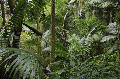 trees tree rain forest botanical puerto rainforest el rico jungle tropical caribbean ferns tropics yunque