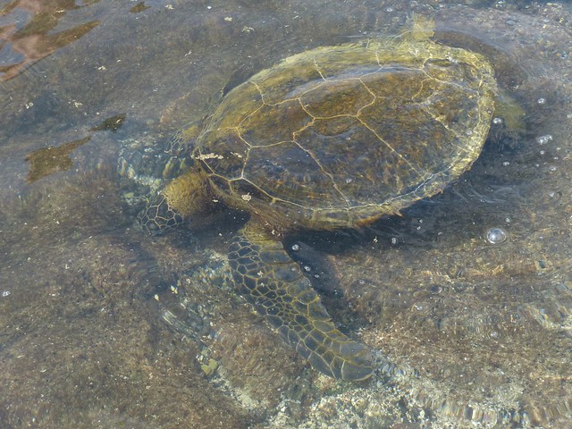 P1130236 - Green Sea Turtle Foraging