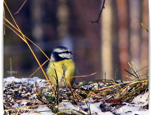 winter birds bluetit potofgold blåmes almostanything bodträskfors