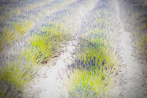 bloom california flower garden matanzascreekwinery sonoma summer winery lavender frankenphoto