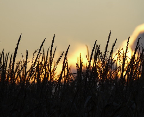cornfield dusk