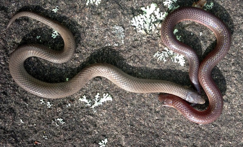 Smooth Earth and Eastern Worm Snake
