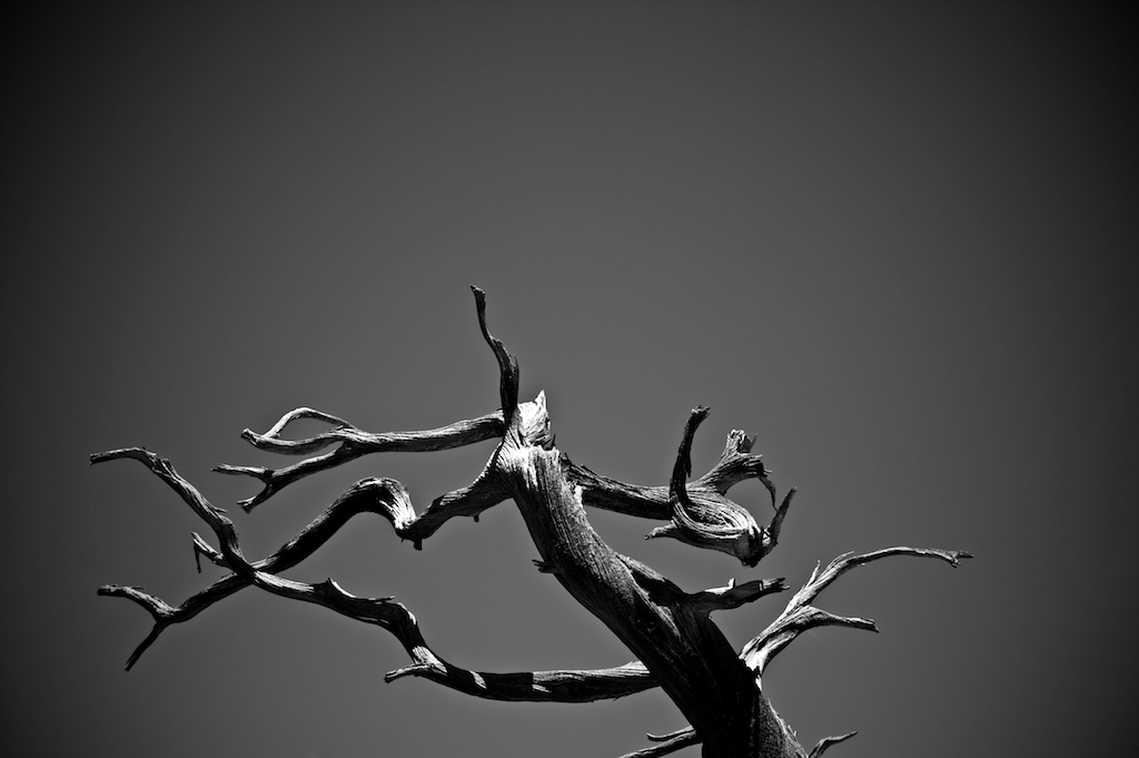Twisted grey tree against blue sky, photography art, for home and office décor. Title is: 146