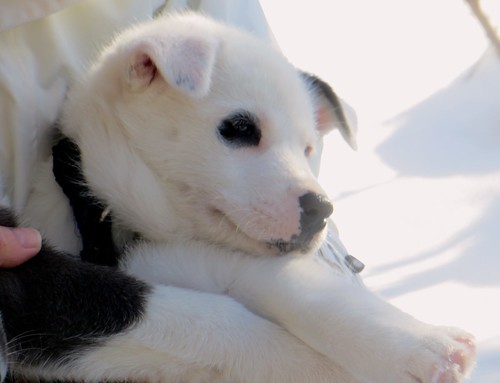 puppy arctic siberianhusky lapland dogsledding sleddogs kemi finalnd huskypuppy sleddogpuppies artci