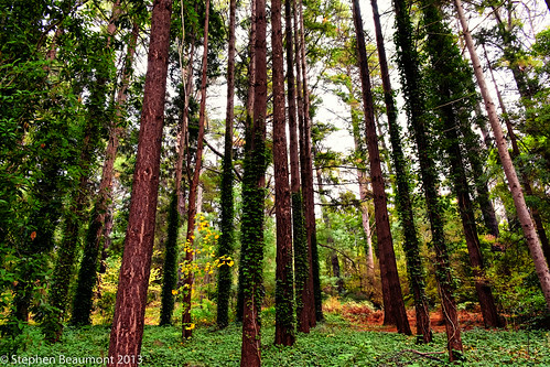 autumn trees plants colour pine forest botanic mtlofty 365project