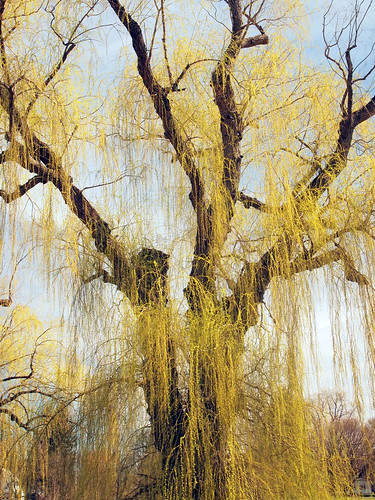 park ny tree skye leaves yellow landscape spring log stanley warwick demming