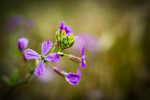 california ca flowers light macro green art nature garden fun spring nikon purple morrobay selectivefocus d4