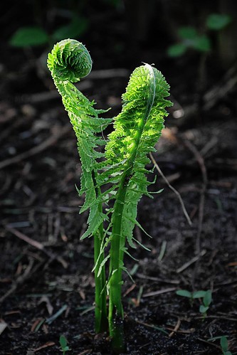 two fern green love nature germany dance flora couple europe relationship growing affair liaison loveaffair