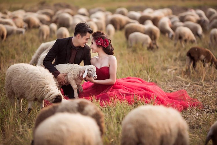 Ảnh cưới chụp Đồng cừu Ninh Thuận