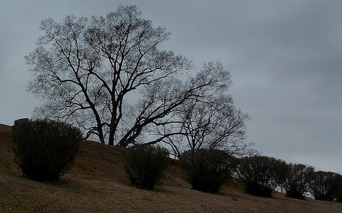 tree landscape grey shrubs