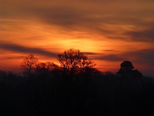 orange sun tree clouds sunrise