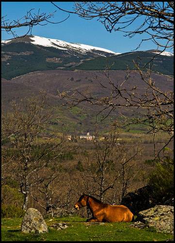 madrid horse mountain snow landscape caballo view nieve paisaje el sierra monastery vista range monasterio comunidad paular rascafria