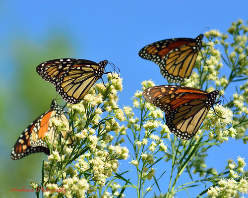 nature nikon wildlife butterflies monarchs monarchbutterfly danausplexippus migratingbutterflies monarchbutterflydanausplexippus d5200 butterfliesandmothsoftexas monarchbutterflymigrationbegins