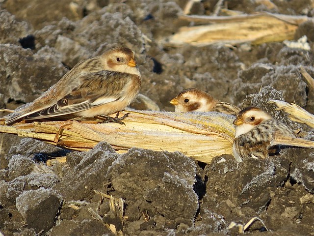 Snow Buntings at the Gridley Wastewater Treatment Ponds in McLean County, IL
