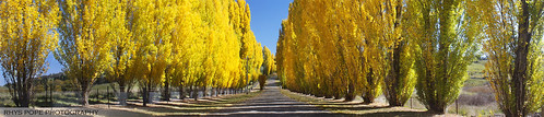road street blue autumn tree green fall leaves yellow canon poplar australia aussie avenue bathurst oberon lithgow 500d centraltablelands rhyspope