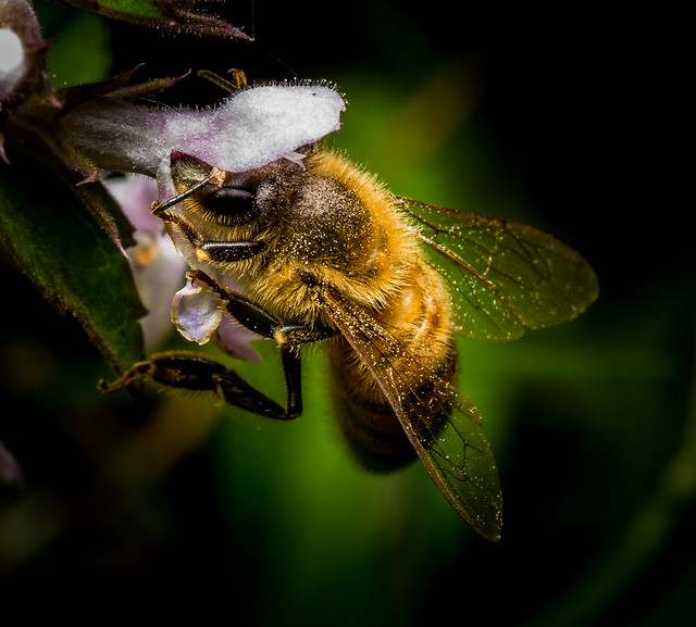 Bee on a wetland flower