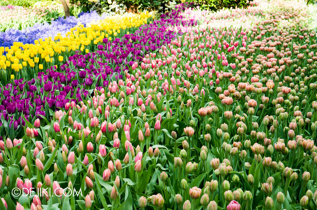 Gardens by the Bay Flower Dome - Tulipmania