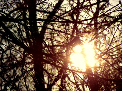 trees sunset summer sky sun sunlight tree sunshine pretty branches sunny sunlit sunrays sunspots