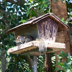 Squirrel House