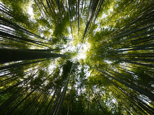japan forest kamakura bamboo 竹 鎌倉 hokokuji 竹林 報国寺 houkokuji