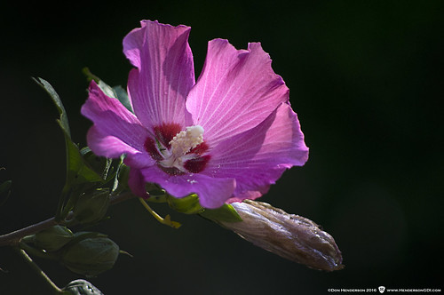 roseofsharon newkensington pennsylvania pentaxkr smcpentaxdal55300mmf458ed flower nature summer morninglight