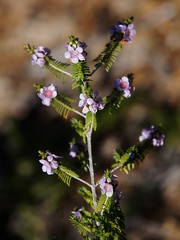 Thryptomene stenophylla (Myrtaceae)