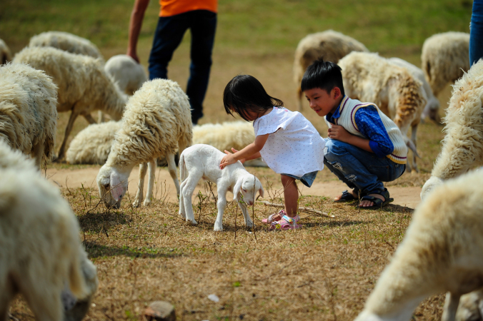 Hướng dẫn đi Đồng cừu Ninh Thuận