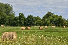 Meules de foin dans une prairie - Photo of Verteillac