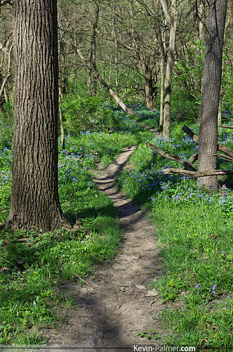trees green grass bluebells illinois spring purple path may sunny trail wildflowers pekin tazewellcounty tamron1750mmf28 pentaxk5 johntmcnaughtonpark