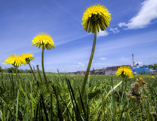 sky cloud mill grass weeds factory pentax dandelions ultrawideangle k30 sigma1020mmf35 pentaxk30