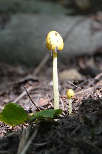slzecnikzloutkovi bolbitiusvitellinus brno brnenskaprehrada mashroom plant macro