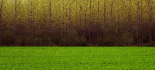 canon vert paysage arbre printemps orton