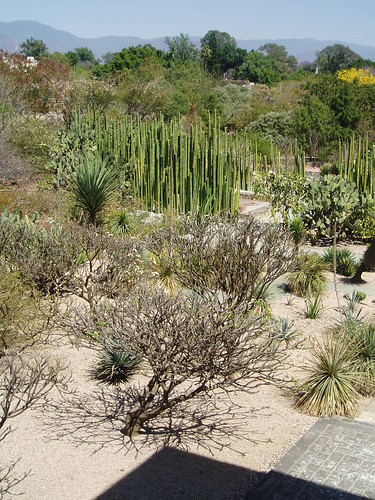 cactus plant cacti landscape mexico oaxaca