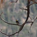 yellow-rumped warbler (Audubon's race)