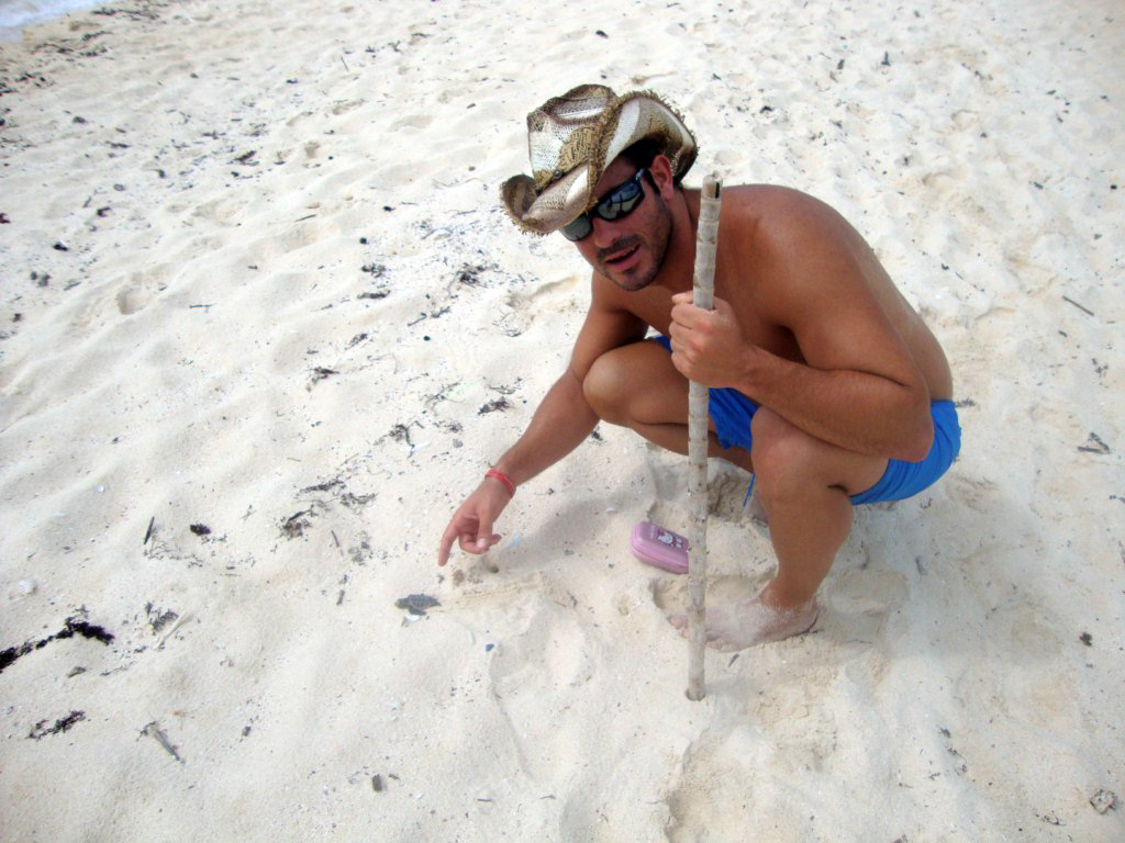 Cancún vs Playa del Carmen: Al ser playas más vírgenes las de Playa del Carmen y Riviera Maya, es más fácil encontrar animalitos y naturaleza