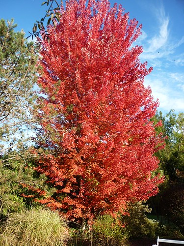 automne autumn jardin garden couleur rouge red érable ciel cielbleu feuillage feuilles plantes arbre fleur