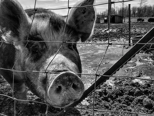 bacon pork pigs farmporn melofarms