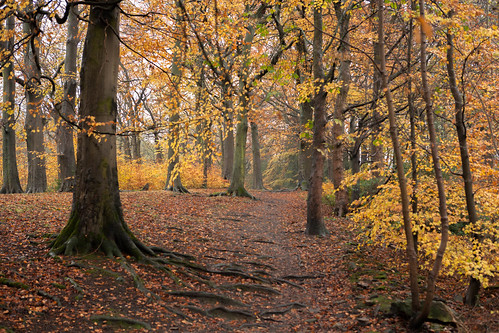 autumn leaves woodland colours treeroots westyorkshire pennines meltham woodlandpath kirklees canon2470lserieslens peterhosey canon1ds11