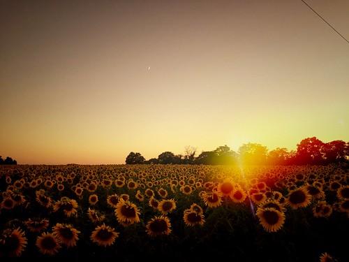 sunset sunflowers flowers