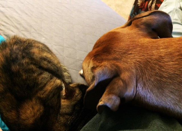 Thomas and Henry #cats #torbiecat #catsanddogs #dogs #boxerdog #dogsandcats
