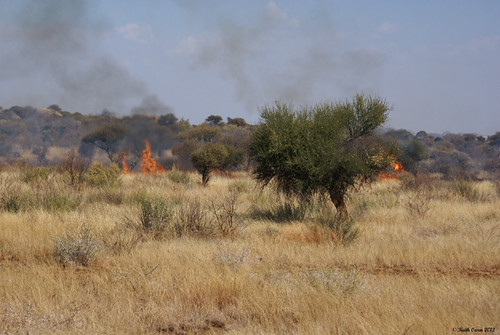southafrica fire bush
