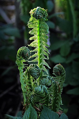 light portrait fern nature up germany europe availablelight heads growing sprout stubben eos7d dreichardt