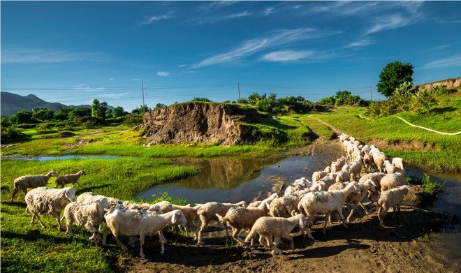 Thời gian mở cửa Đồng cừu Ninh Thuận
